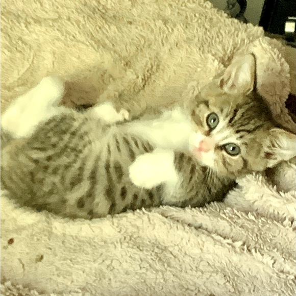 † Men’s Chunky Black Ion Plated Stainless Steel Latin Cross Necklace - Picture 8 of 8